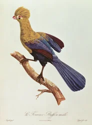 Buffons Turako